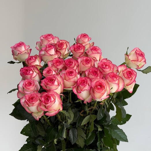 JUMILIA ROSES 25