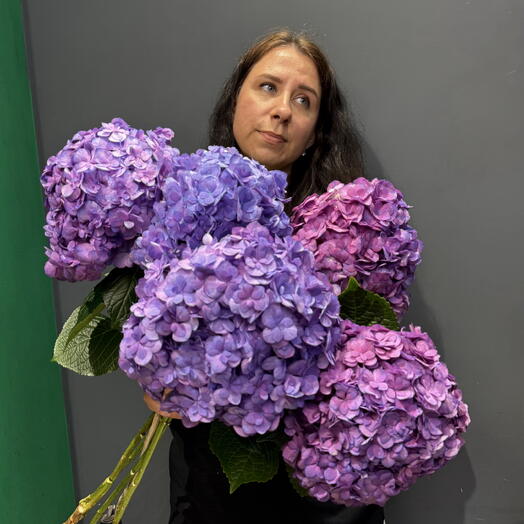 Гортензия purple 5 шт