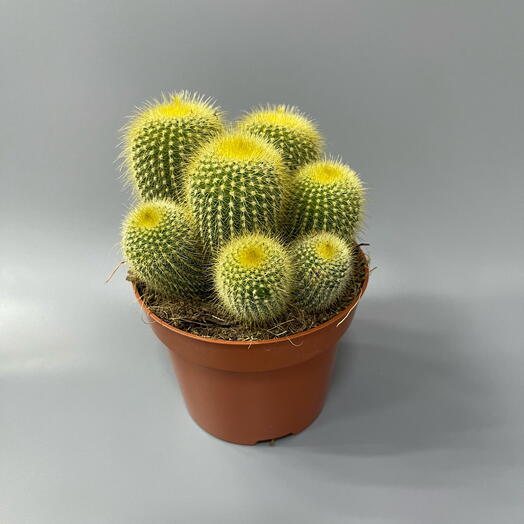 Комнатное растение Кактус 🌵
