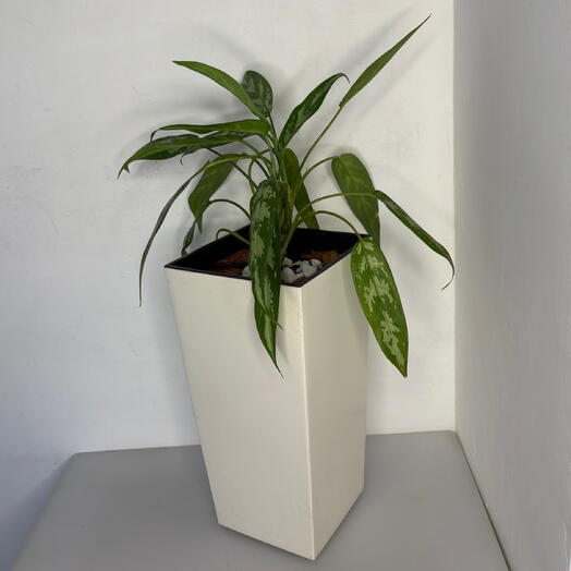 Aglaonema (Аглаонема)