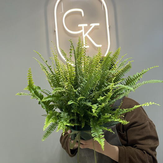 Папоротник Нефролепис 🌿