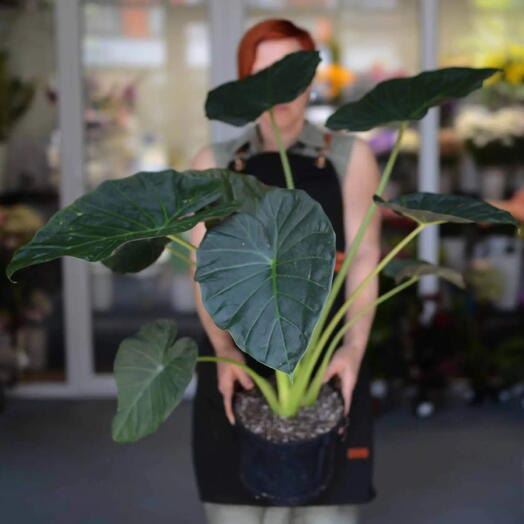 Алоказия Регал Шилдс (Alocasia Regal Shield)