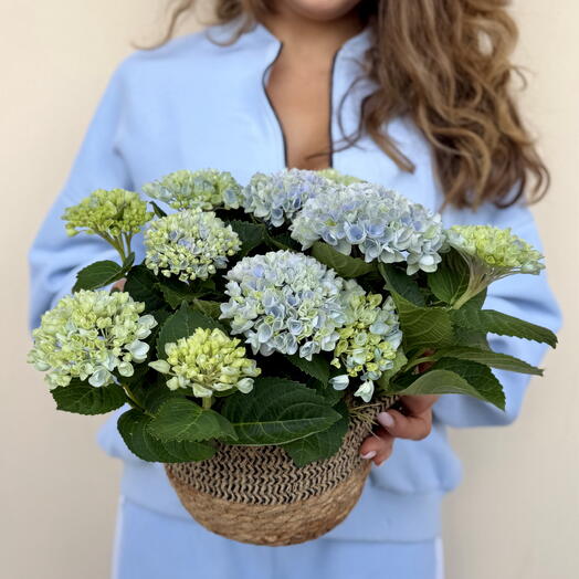 Magic Blue Гортензии в плетеной корзине! 150 дней цветения