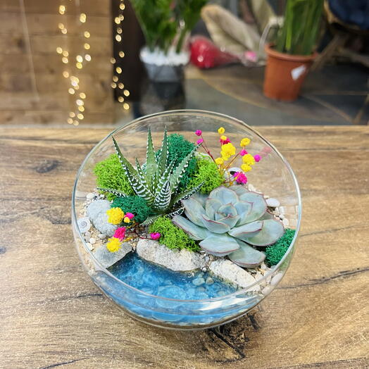 Florarium con suculentas en forma de bola s