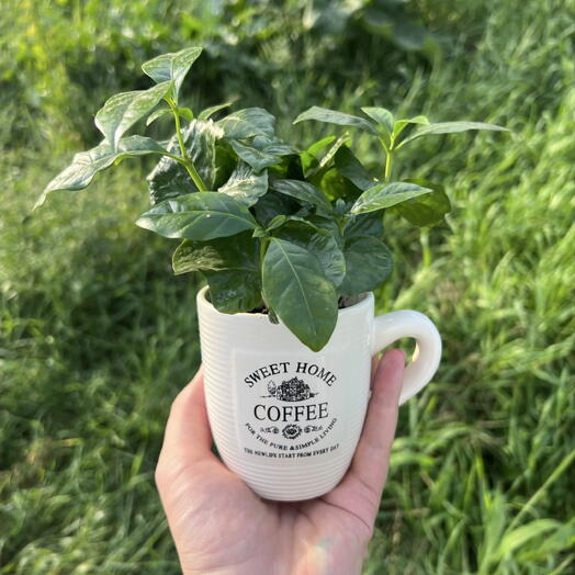 Растение 🌱 в кружке ( Кофе Арабика )