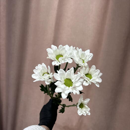Хризантема кустовая ромашковая Кенеди премиум 🌷
