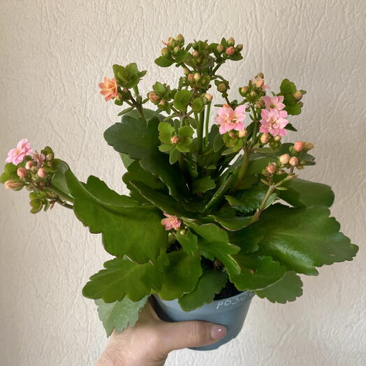 Каланхое