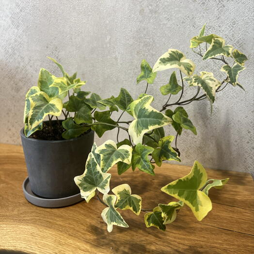 Хедера (лат. Hedera) в подарочном оформлении 🌿Больше известный как плющ