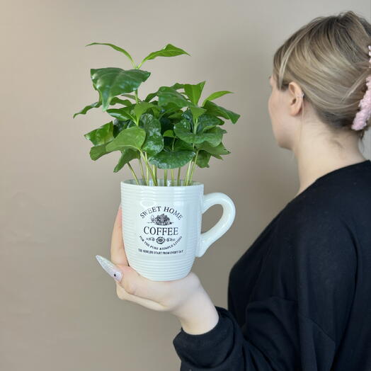 Растение кофе арабика в керамической чашке 🌱