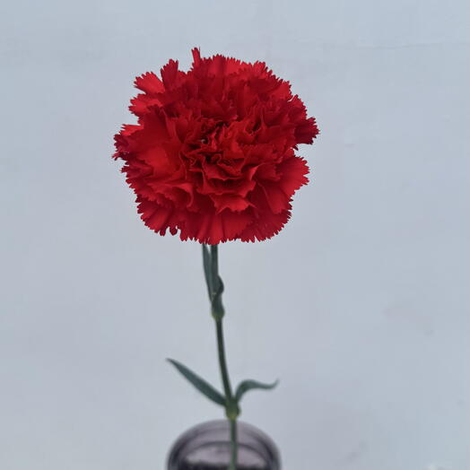 Гвоздика красная