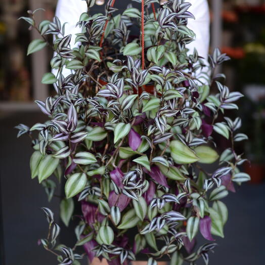 Традесканция зебрина (Tradescantia zebrina)