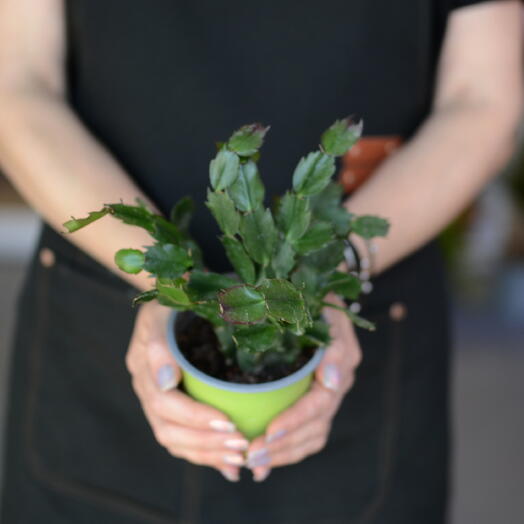 Шлюмбергера (Schlumbergera), декабрист или рождественник