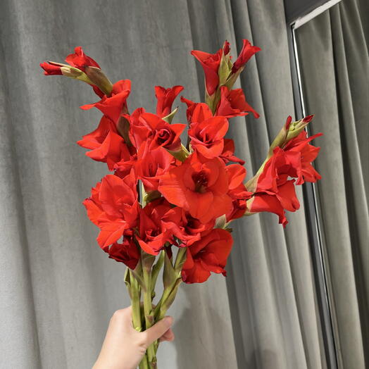 Красные гладиолусы (5 шт)