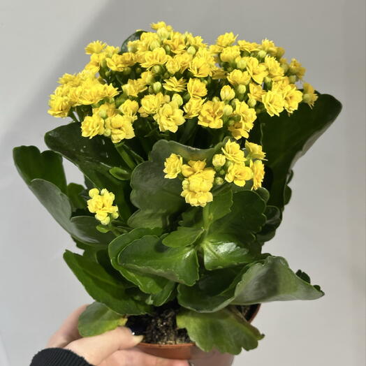 Каланхоэ желтое