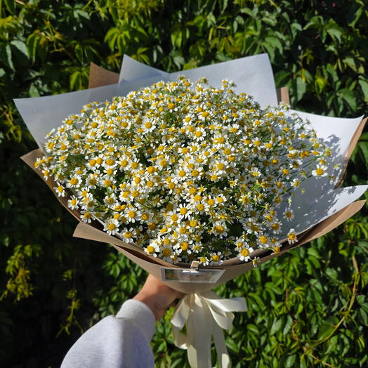 Ромашки