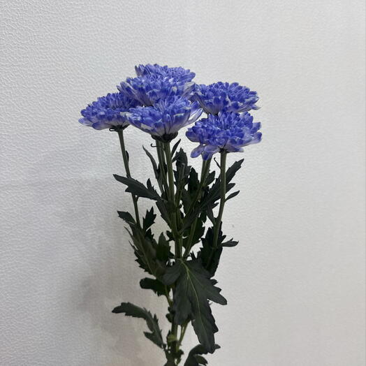 Хризантема Алтай синяя