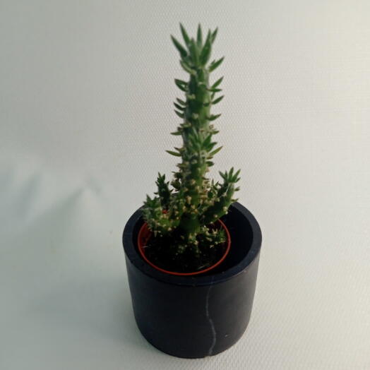Кактус Аустроцилиндропунция шиловидная / Austrocylindropuntia subulata