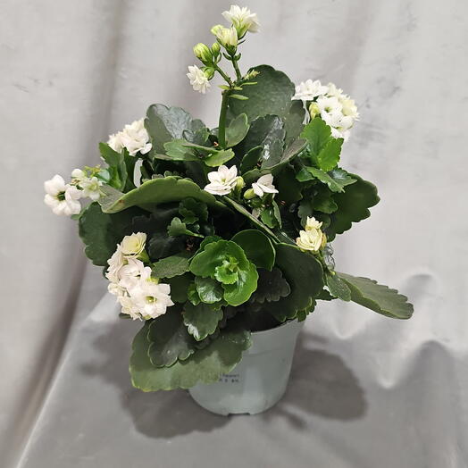 Kalanchoe