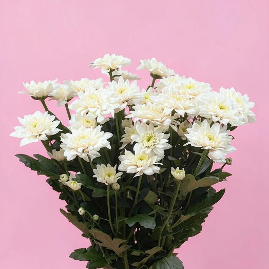 Пачка хризантема кустовая pastela pink (5шт)