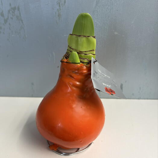 Амариллис1