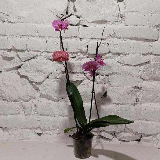 Орхидея Violet