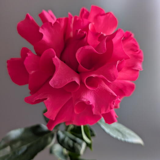 ROZEN