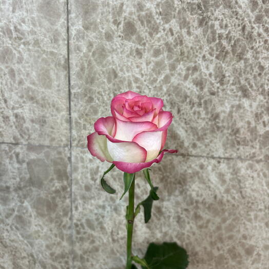 Alive Flowers
